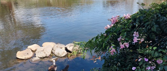 IMG_20250404_094234532_HDR6 The Library Park in Boquete, Panama.