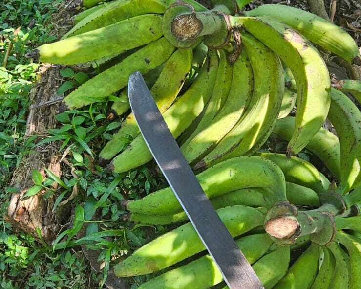 Two bunches of freshly cut Plantains