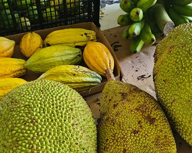 A morning harvest of Cacao, bananas, Jackfruits and Noriega Lemons