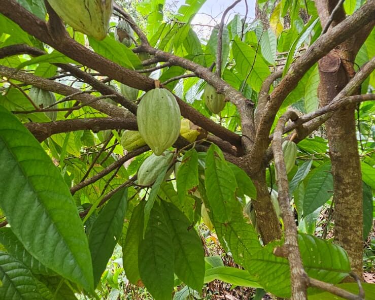Cacao fruits, getting larger!
