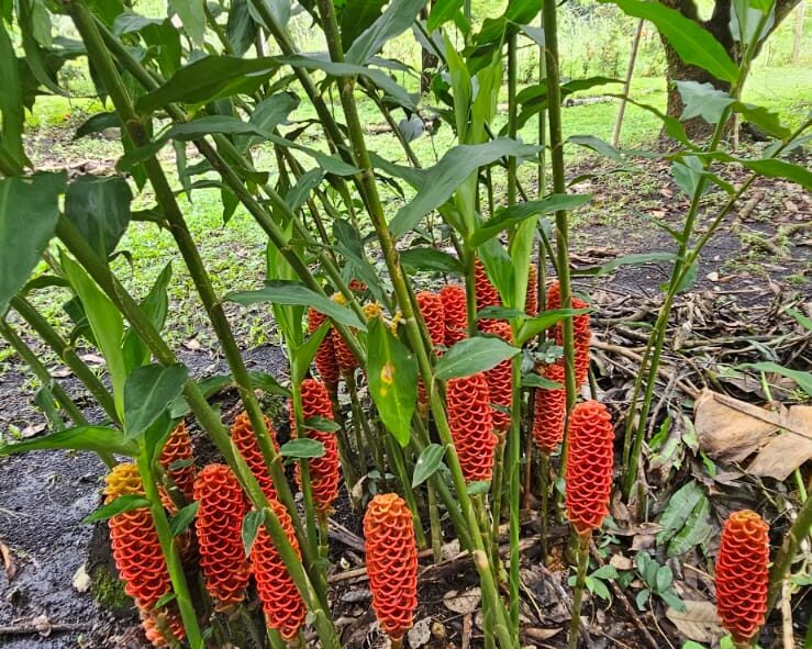 Beehive Ginger