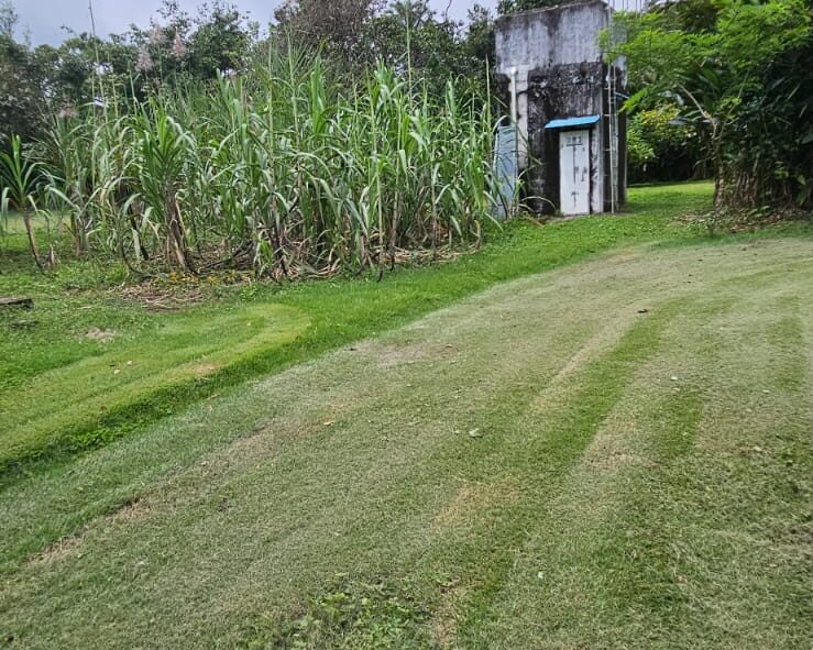 Our upper well that supplies drinking water for all three homes. Sugar cane is growing on the left, which our gardeners horse loves for a treat.