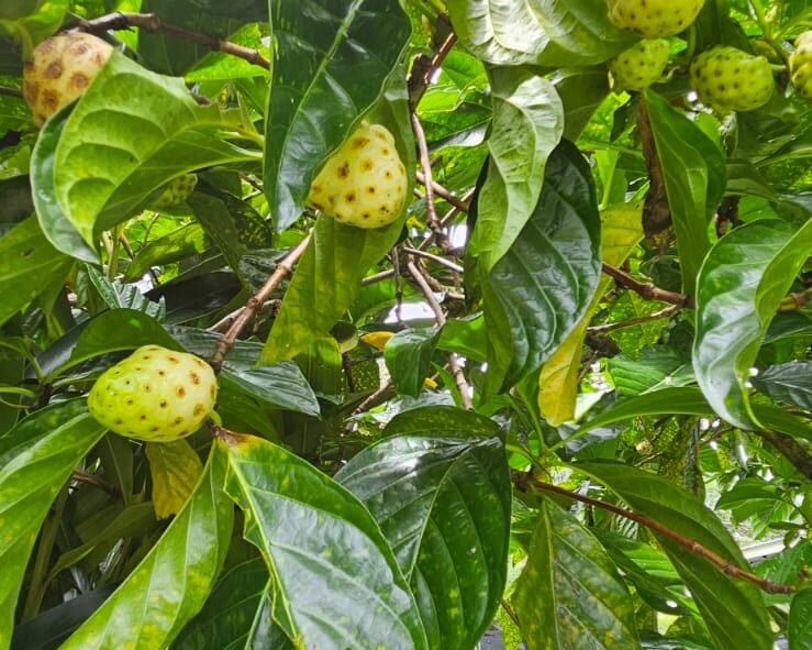 Noni Fruit Great for your health but it smells like bleu cheese