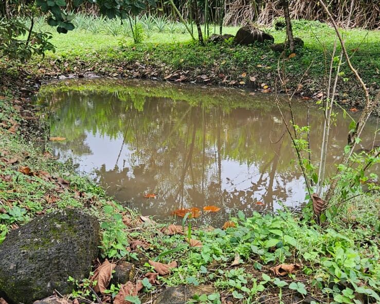 Our pond, built to raise the water table on the north side of the property so the lawn would remain green during dry season. It's doing that well and dries up from December through April