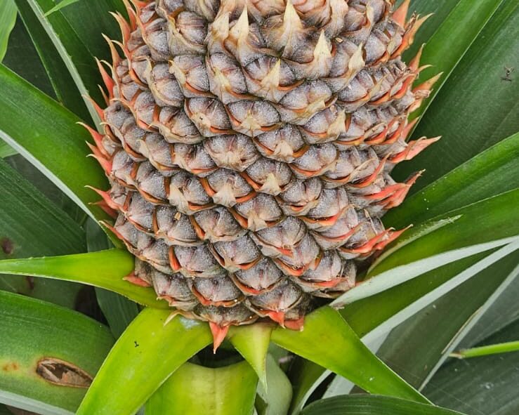 A Pineapple. We have over 200 planted currently