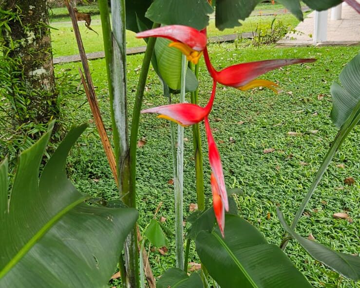 Another variety of Heliconia. Can't get too many of these!
