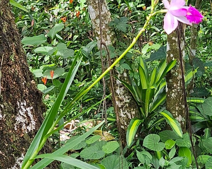A Bamboo orchid in front of a Dracaena or Corn Plant. We have several over 25' tall