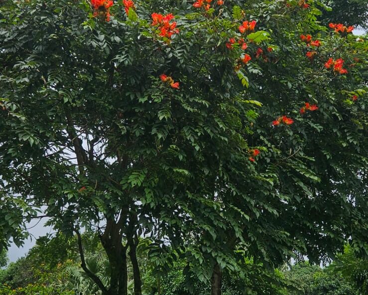 FIre on the Mountain This beautiful tree is common in Boquete and, like many varieties here, flowers for several months.