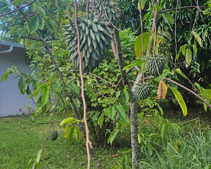 Chirimoya or Custard Apple