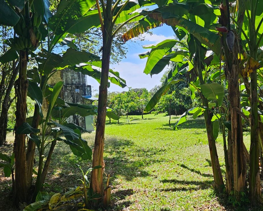 The lower well, on the left through some banana trees